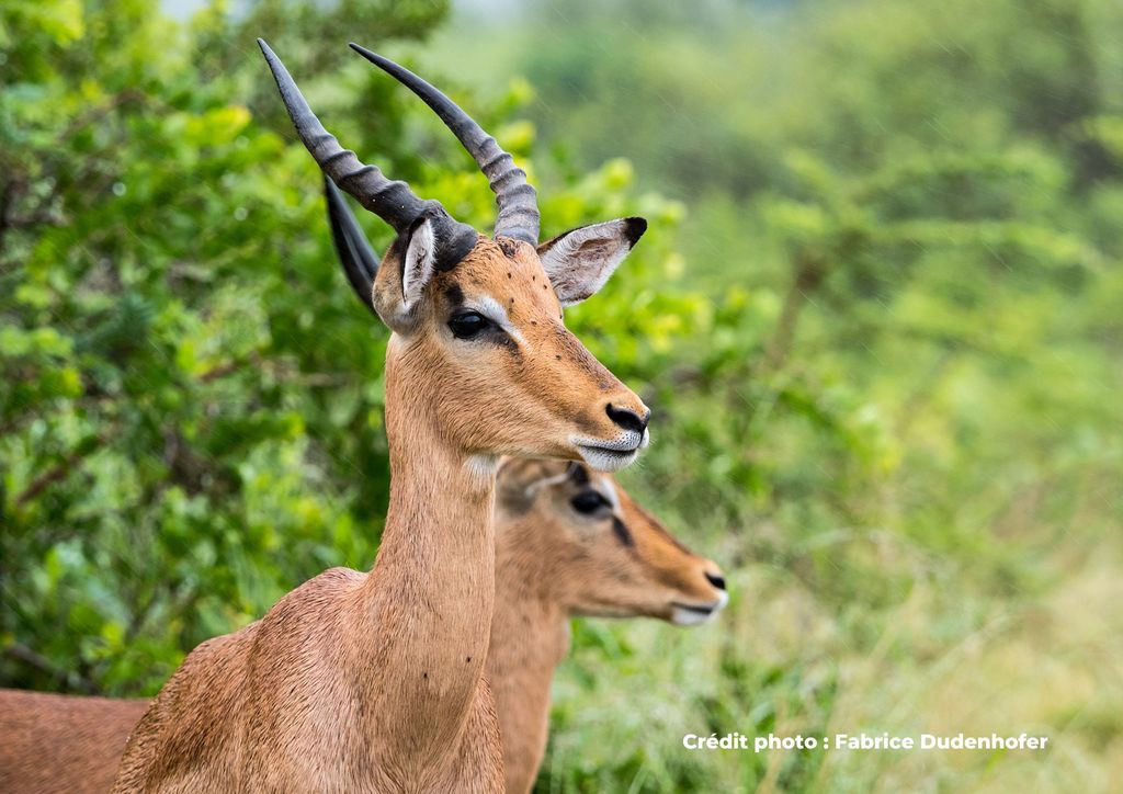 antilopes